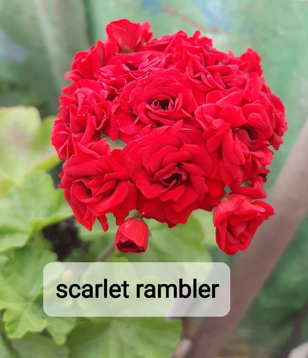 Укоренённые черенки сортовых пеларгоний