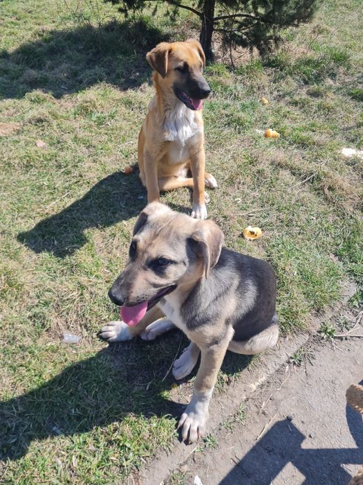 Щенки мальчик и девочка бесплатно