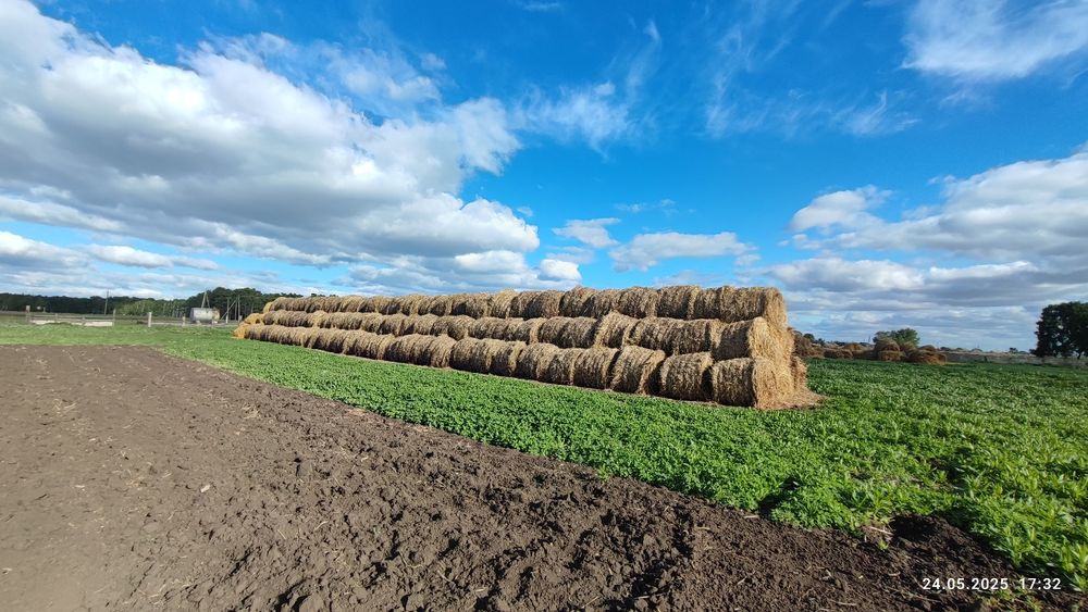 Продам прошлоголнее сено, луговое, пресс прф-145,