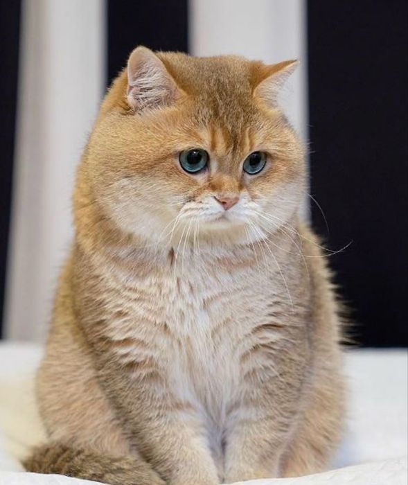Золотистий Шеншилла мушук зотдор
