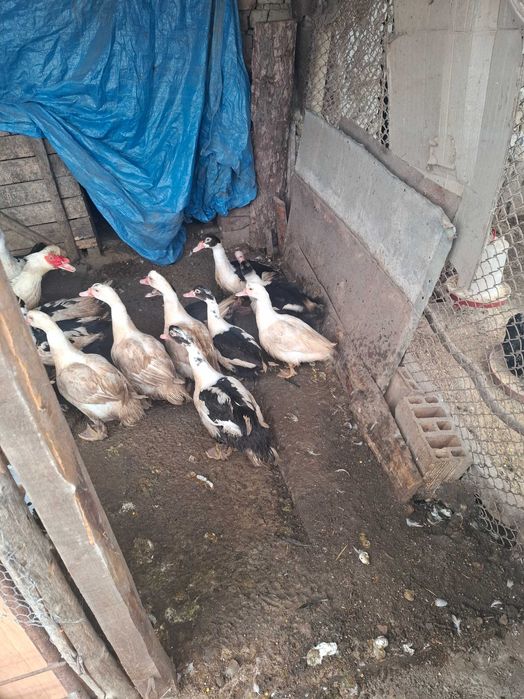 Неми патици-юрдечки