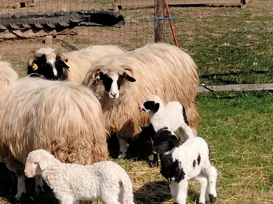 Oaie cu miel oi cu miei