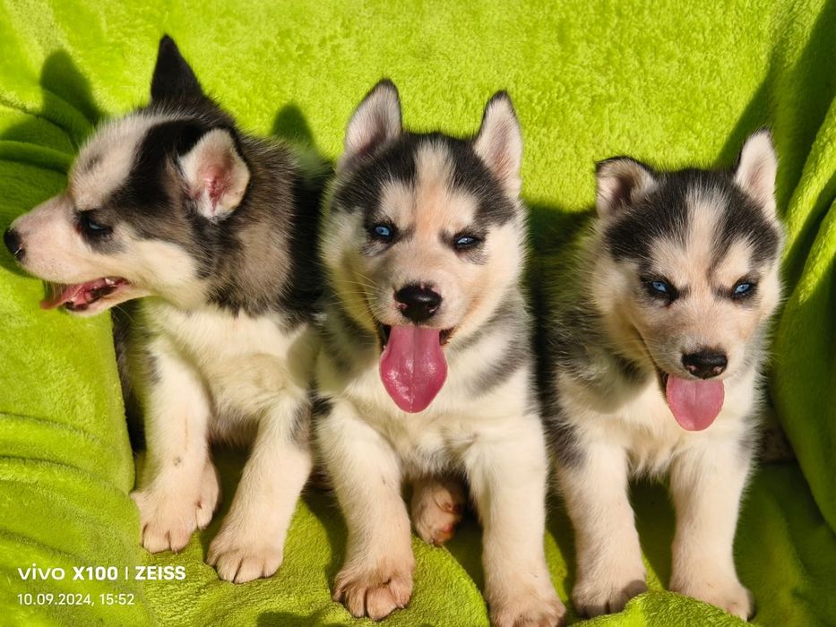 Щенки сибирской хаски.