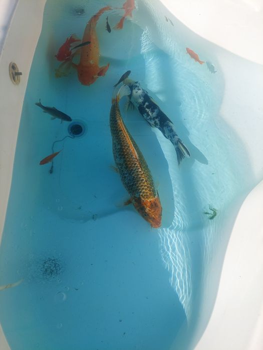 Vând pești crap koi, caraș