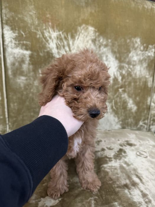 Игривая той пудель(девочка)