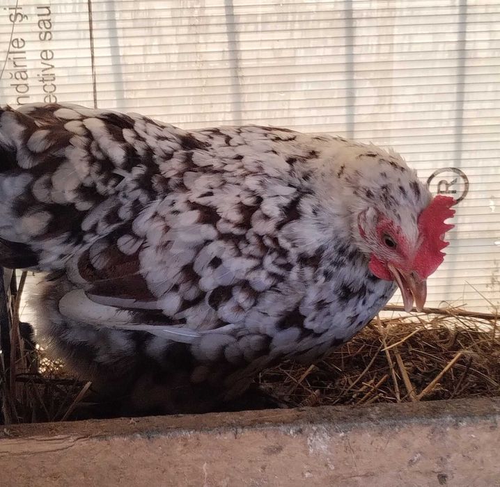 Vând găinușe  pitice