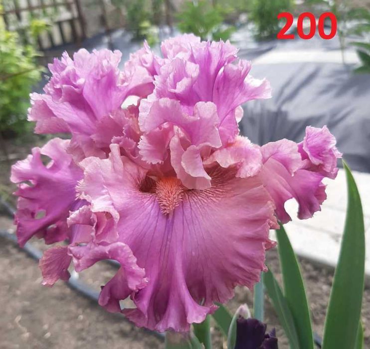 Сортови вискоки ириси /брадати ириси