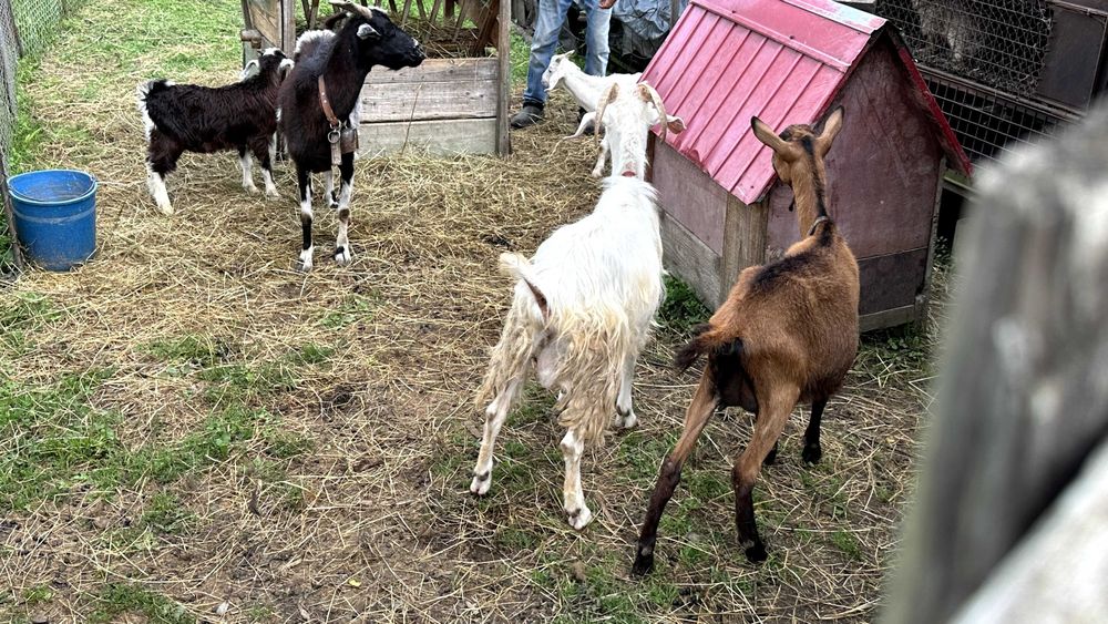 Vand capre, detalii la telefon