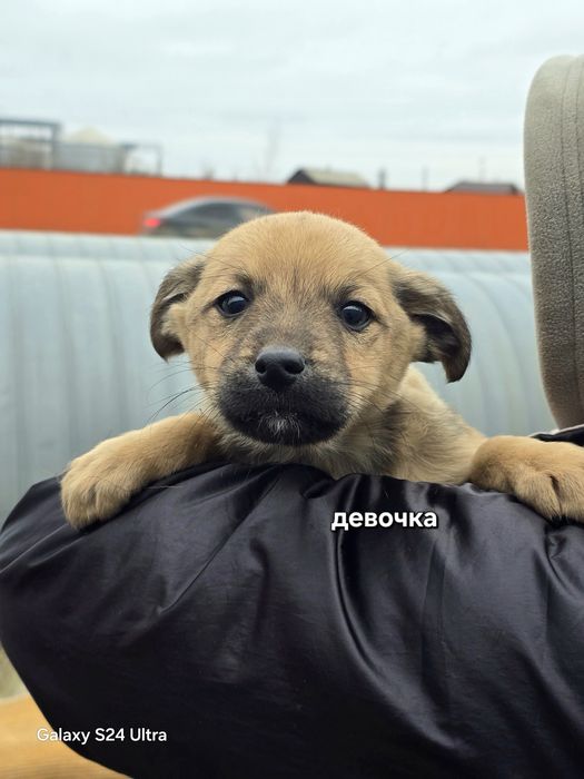 Милые сестрички лисички