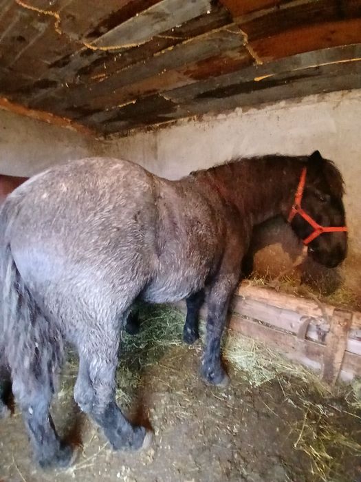 Schimb 3 mânze cu vaci