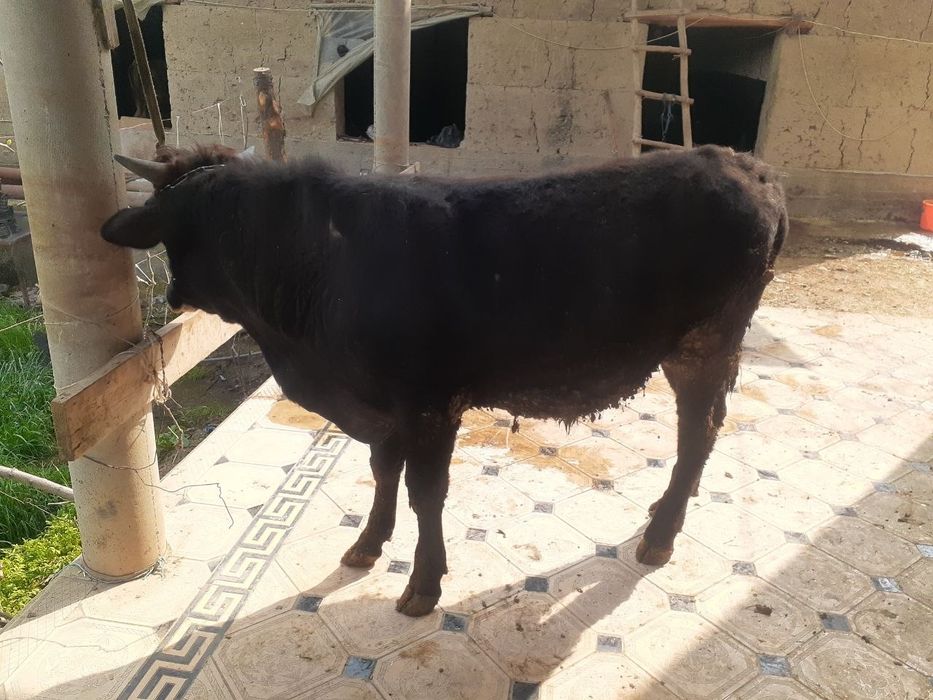 Xoʻkizlar sotiladi 1tasi 8 oylik 1tasi 1.5yosh yeyishi zoʻr 100%