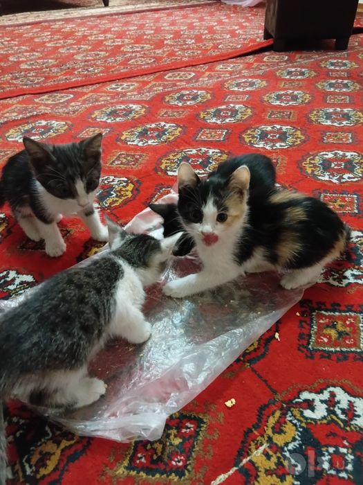 Chiroyli mushuklar bor zotdor emas
