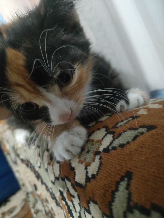 Отдам котят  бесплатно