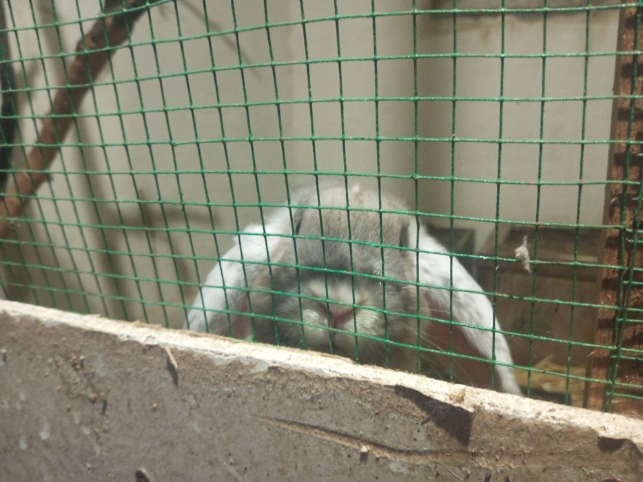 Продаю декоративного кролика