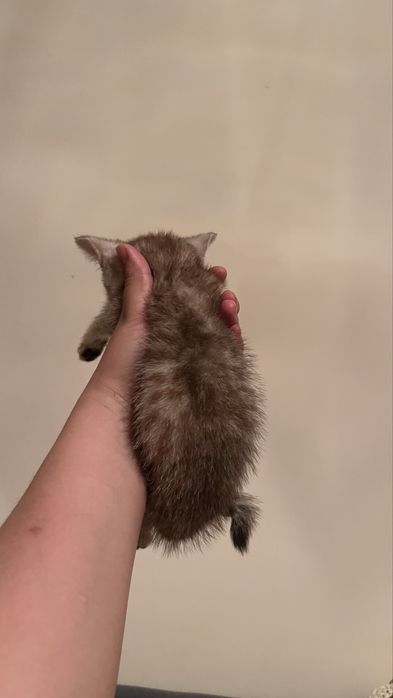 Котята от британца