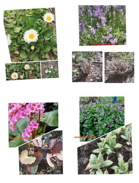 Цветы садовые , разные