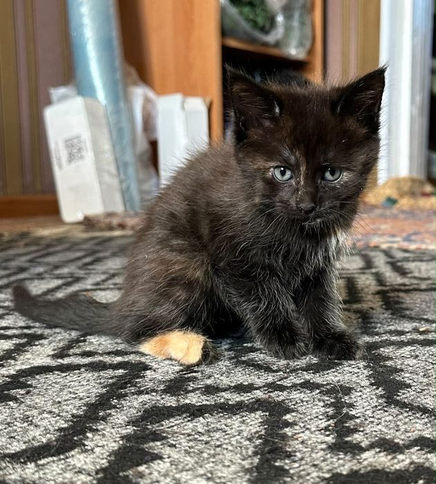 Отдам котят в добрые руки