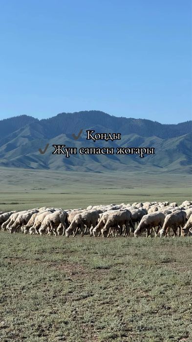 Арқар Меринос Тұсақтар