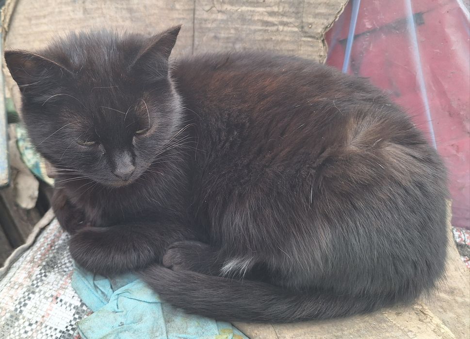 дарю кошечку двух лет