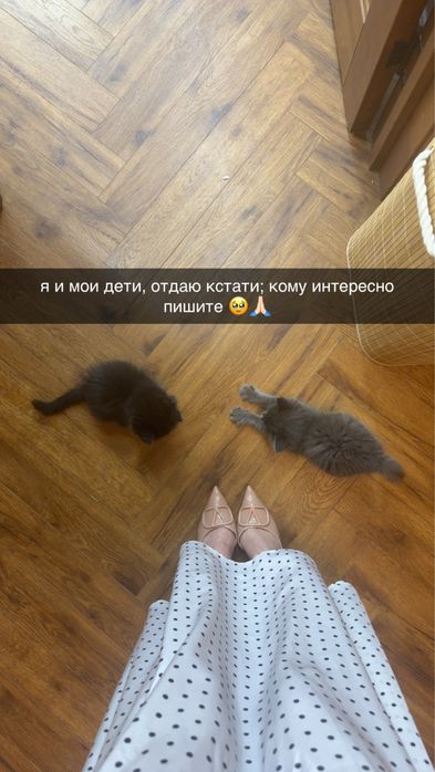 отдам котят домашних