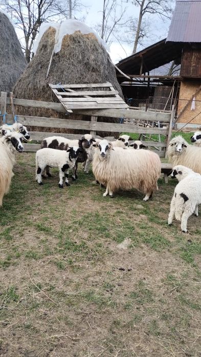 20 oi cu miei de vanzare