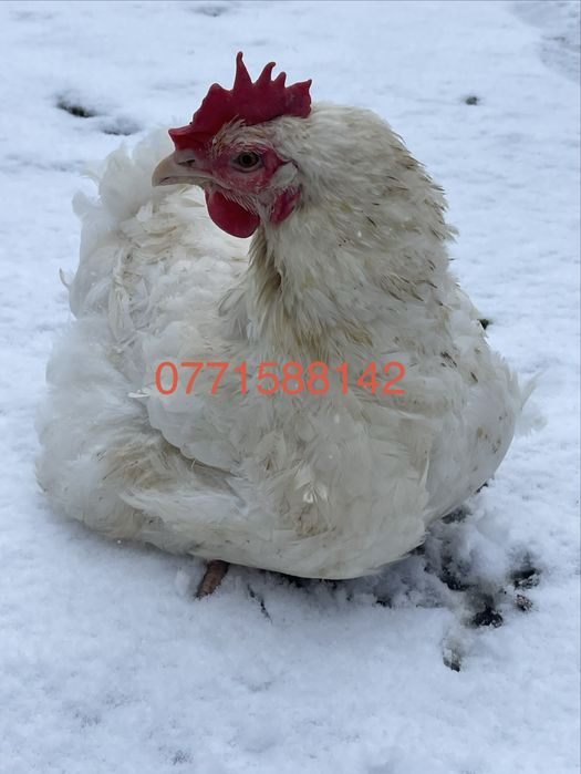 Gaini de carne 4,5 - 5 kg buc