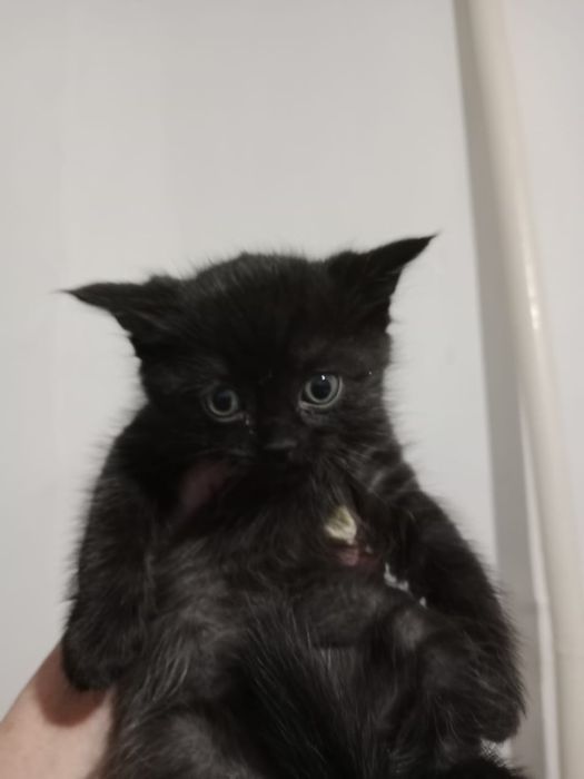 Домашние котята.