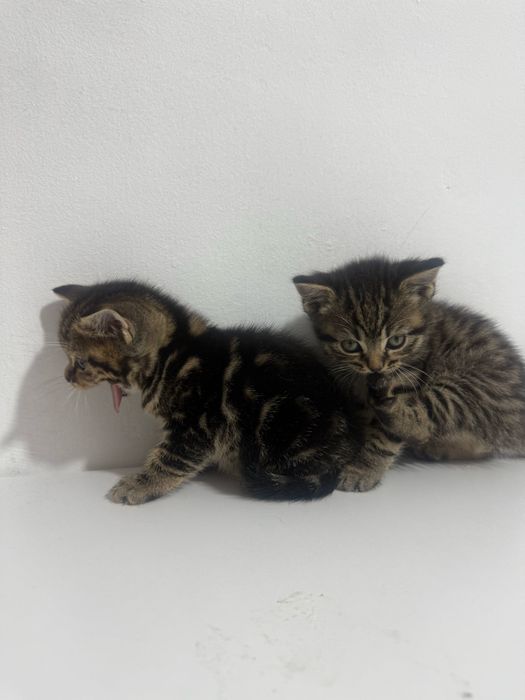 Британские котята