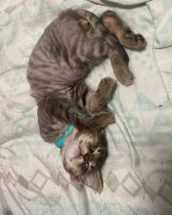 Отдам котенка мальчик 1,5 мес и девочка 6 мес