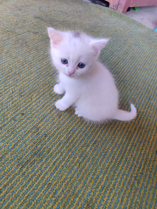 Отдам котят в добрые руки