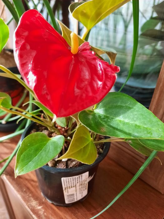 Продам цветущие антуриумы