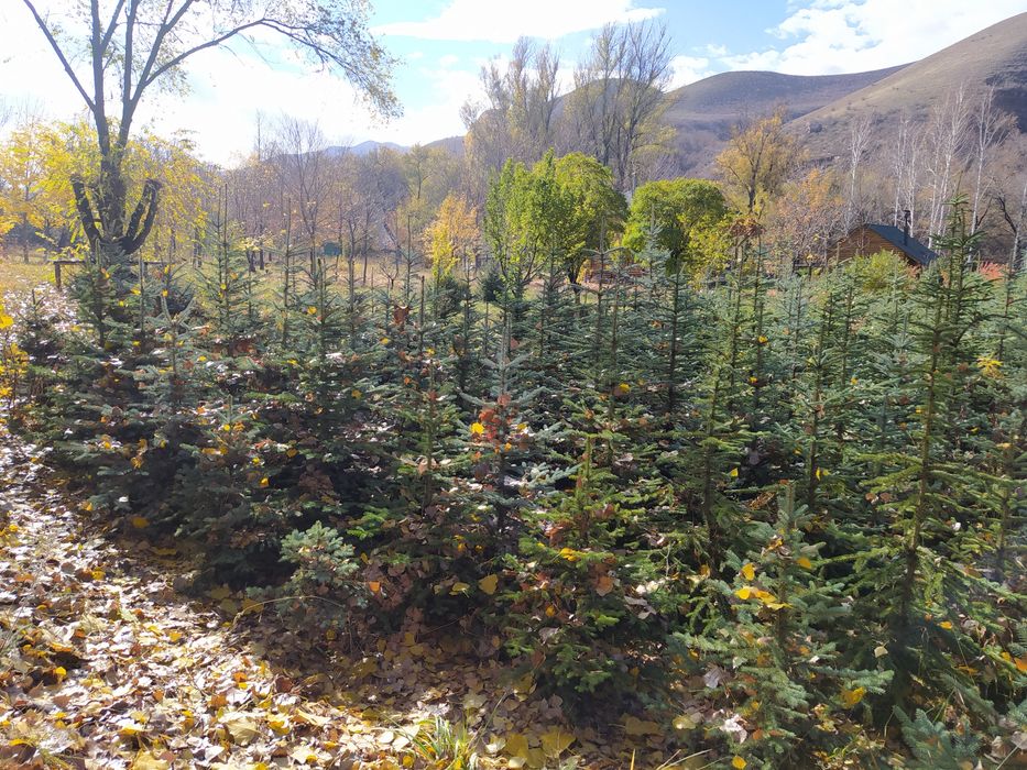 Голубая ель 1'5м 2 м