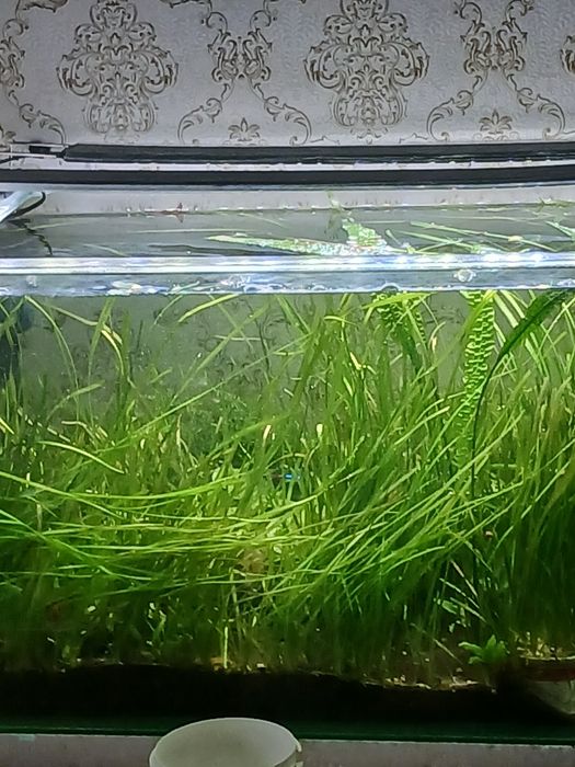 Продам аквариум большой 170 л