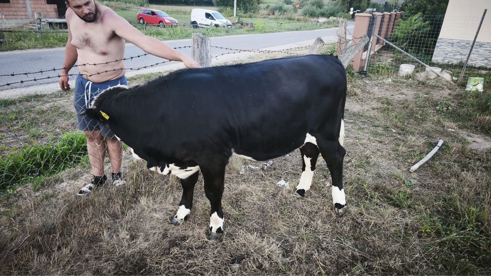 Vând junincă bălțată