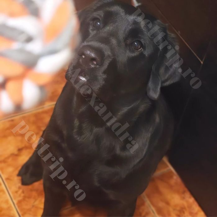 Pensiune/Pet Sitter/Cazare animale(căței, pisici, etc.)/Plimbare căței