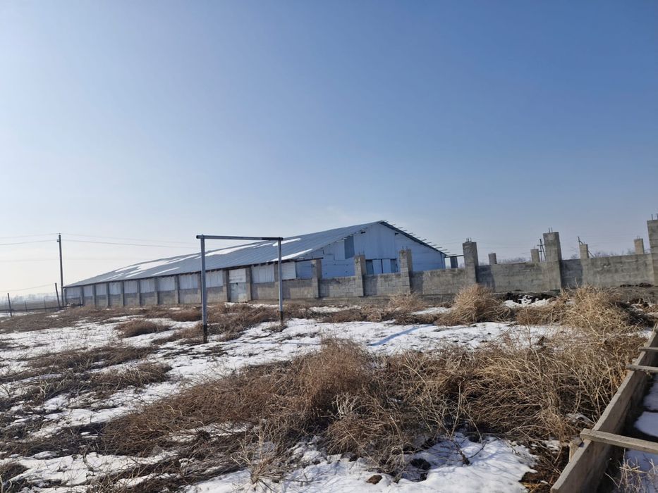 Готовый завод шампиньонов 6000соток