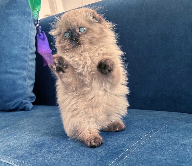 Pisicuță Scottish Fold Loghair, Chocolate-point de cea mai înaltă calitate. Pedigree. 2 luni