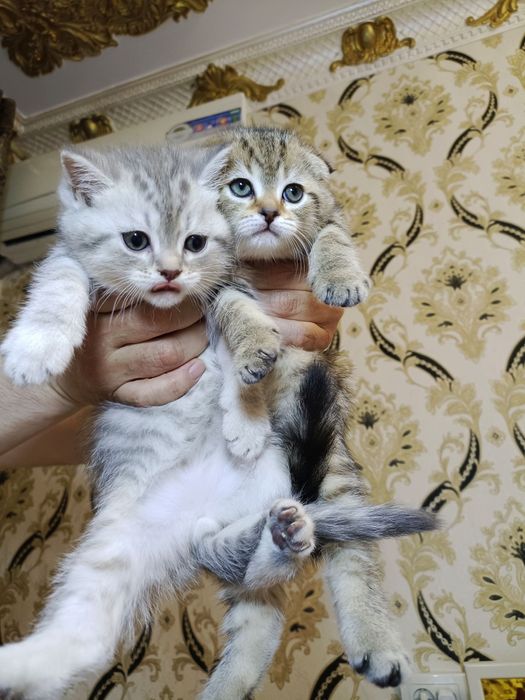 Shinshilla mramir akras