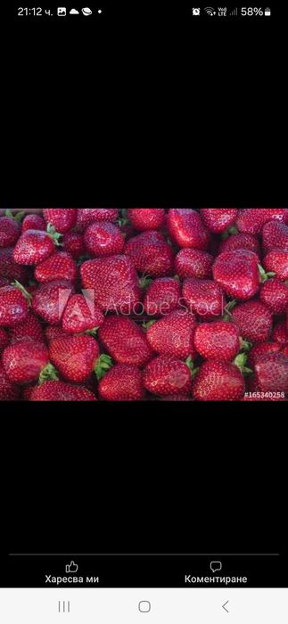 Продавам Разсад ягоди и малини