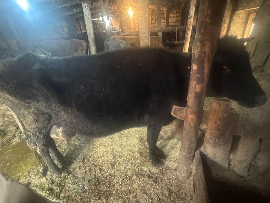 Продам коров сиыр