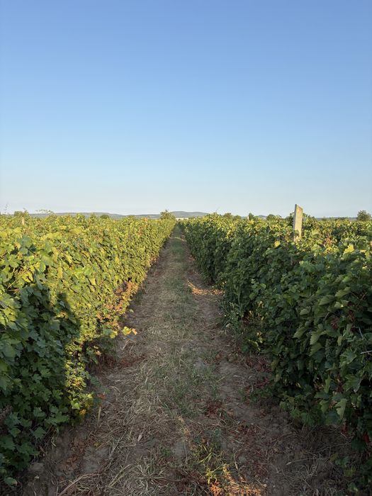 Struguri de vin de vanzare
