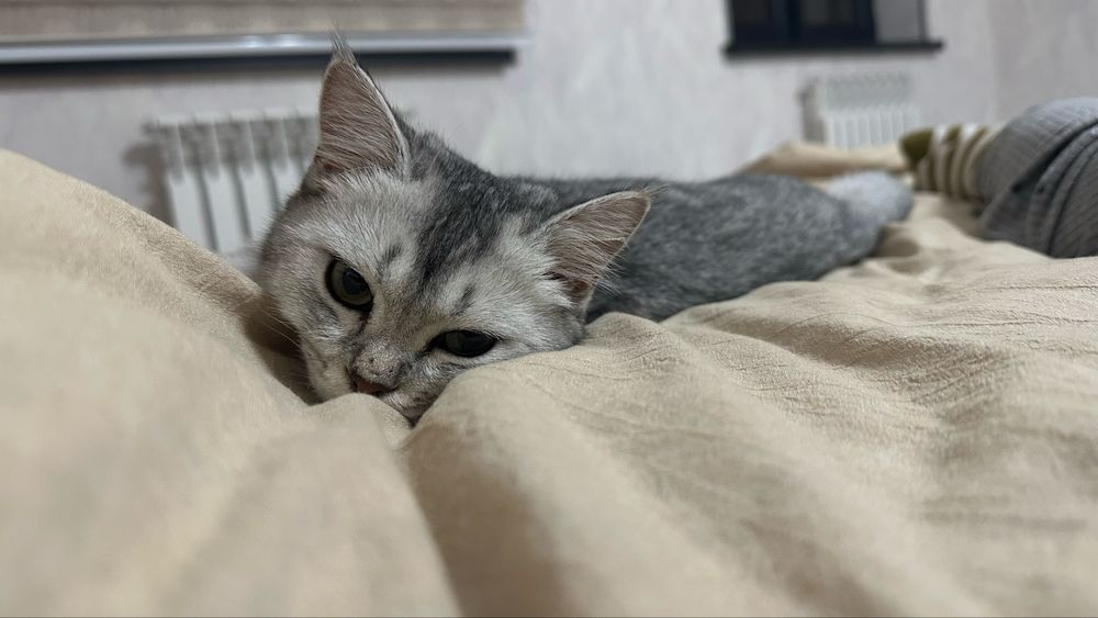 Britanskiy shinshilla