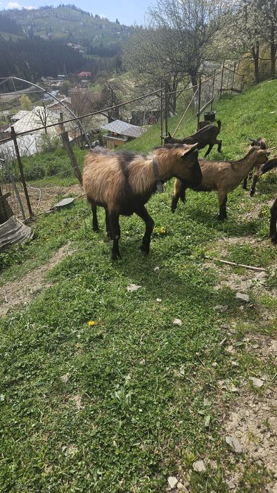 TAP  CIUT de rasa alpina franceza