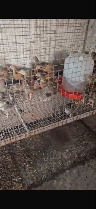 Кучин шөжектері бар