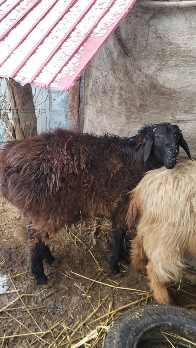 Кошкар мен теке сатылады