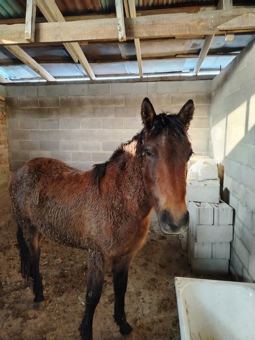 Кунан шыгар полукровка