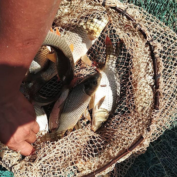 Балик сотилади  сазан Талсталоб амур