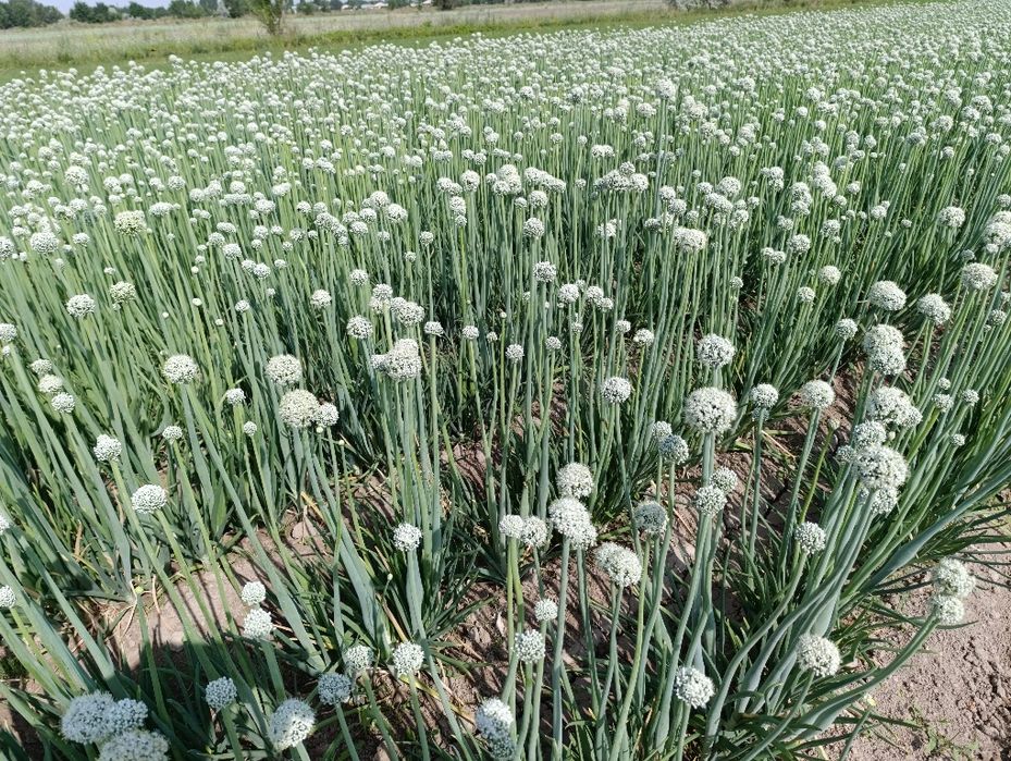 Продам семена лука Пандора 2025 год