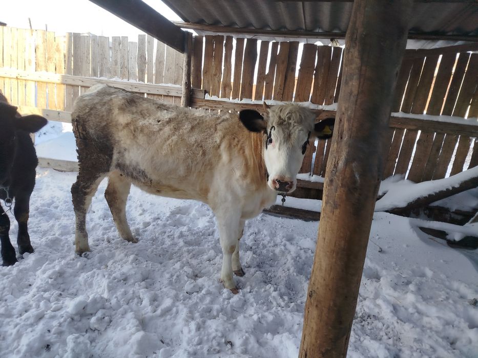 Продам Тёлку , 1 .2 месяца.