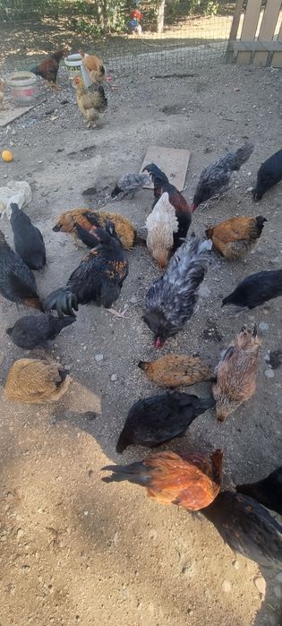 Курицы молодые разные породы